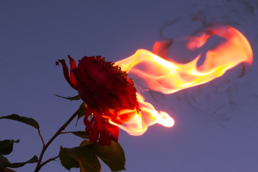 A burning rose.