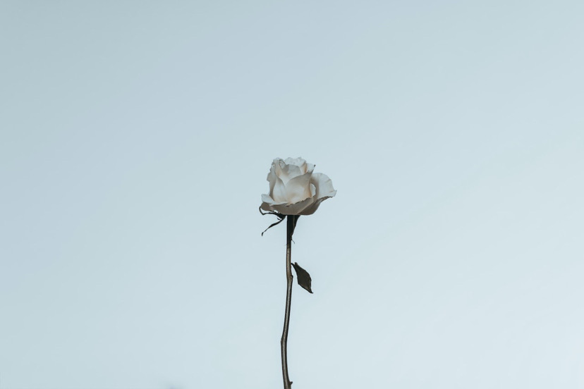 a white rose.