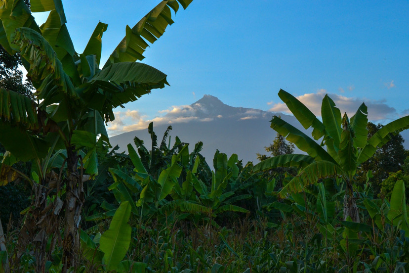 Banana trees and a mountain peak.