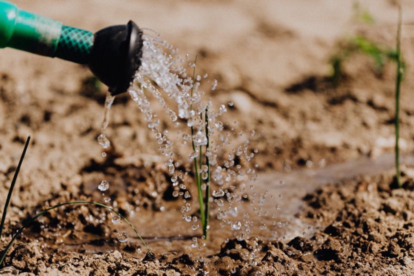 watering a seedling