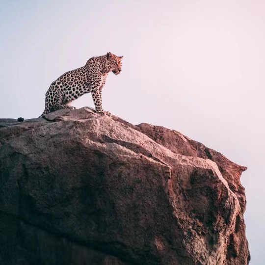 A leopard on a mountain rock