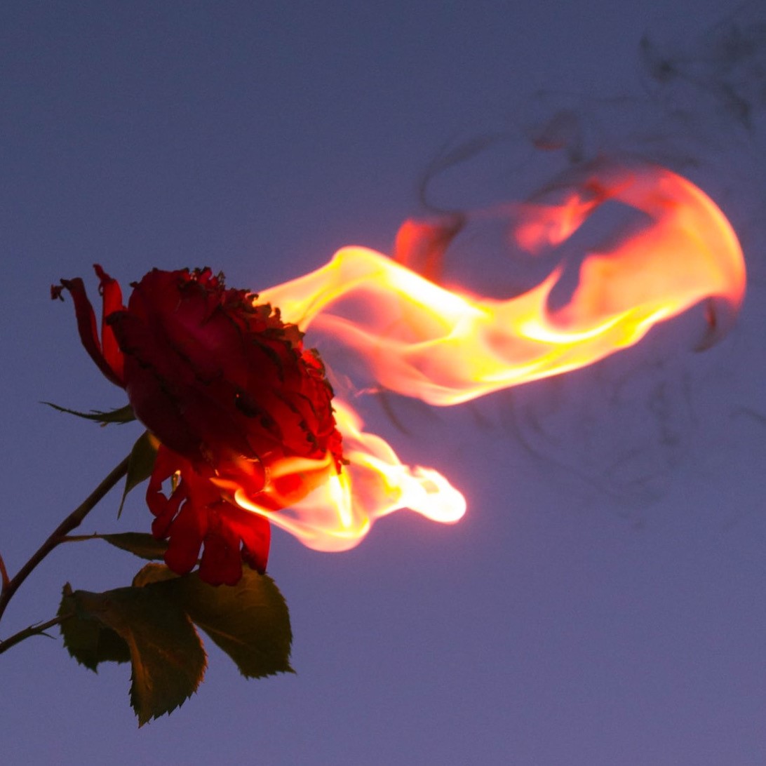 A burning rose.