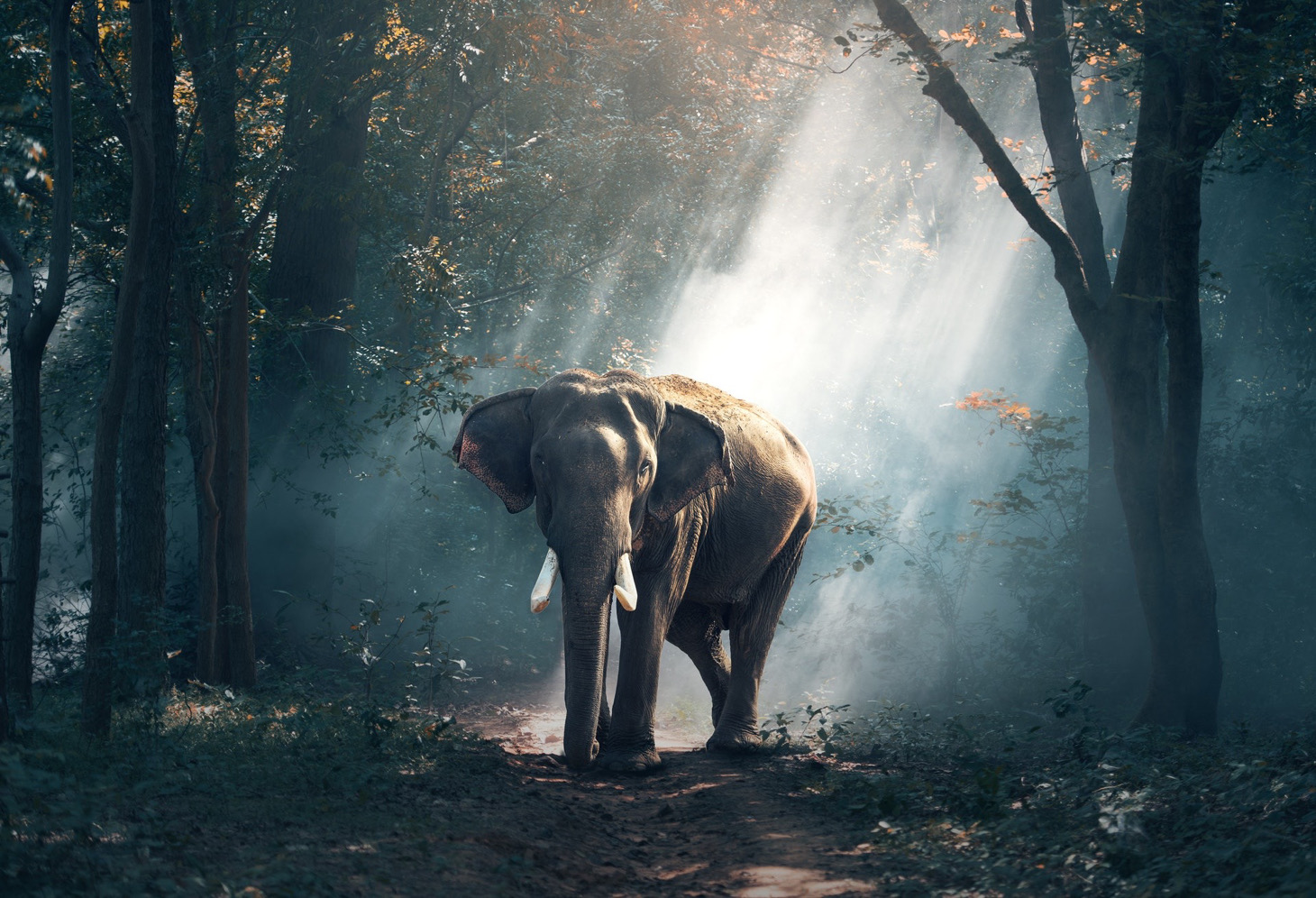 An elephant in the woods.