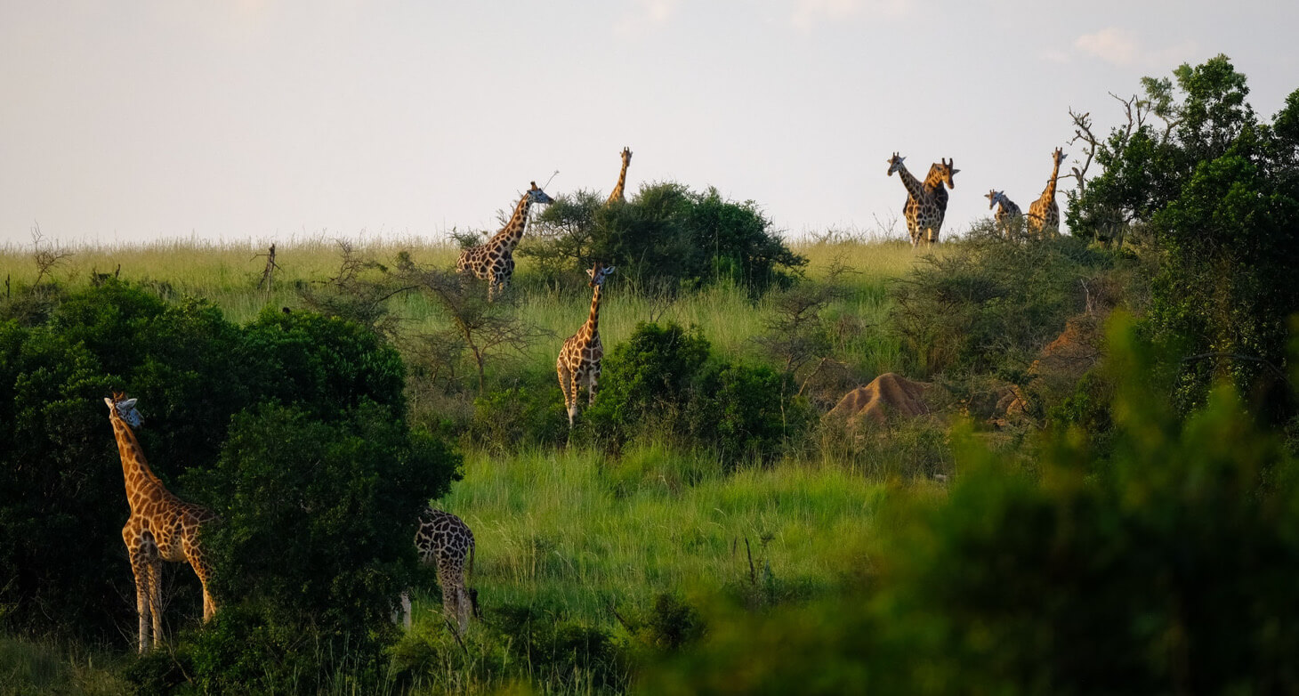 giraffes in the African wild