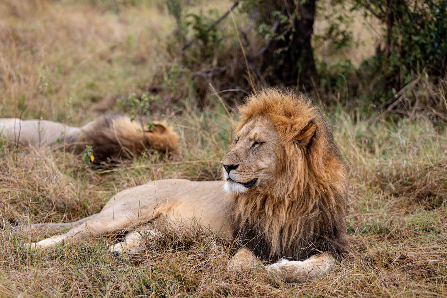 A male lion resting in the grassand