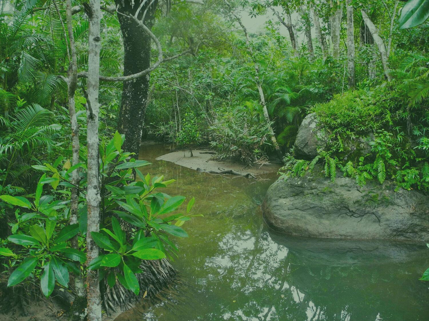 A water body flowing through a forest.